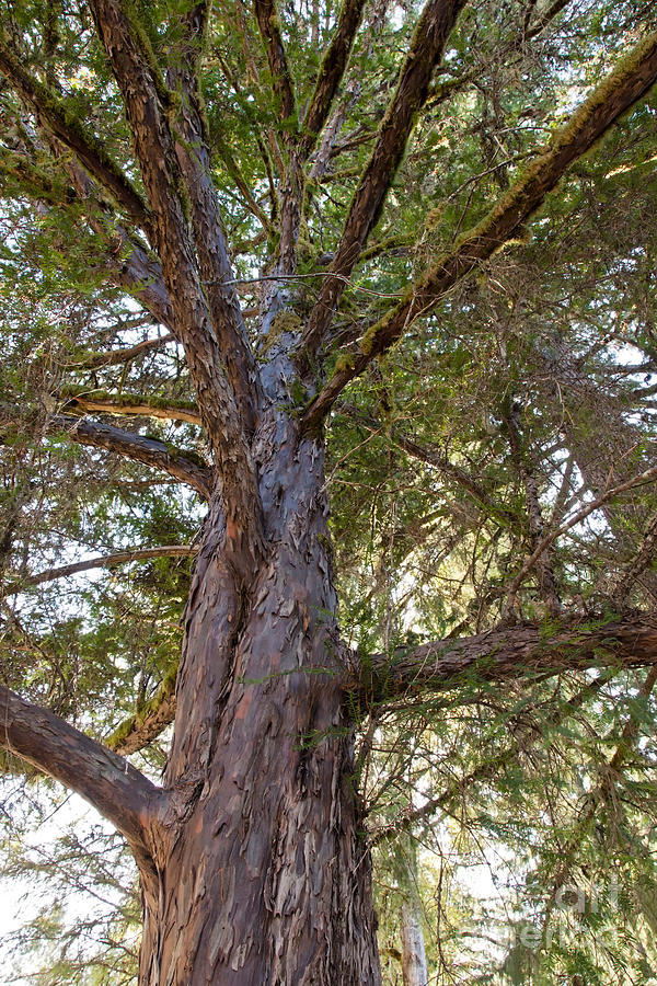 pacific-yew-tree